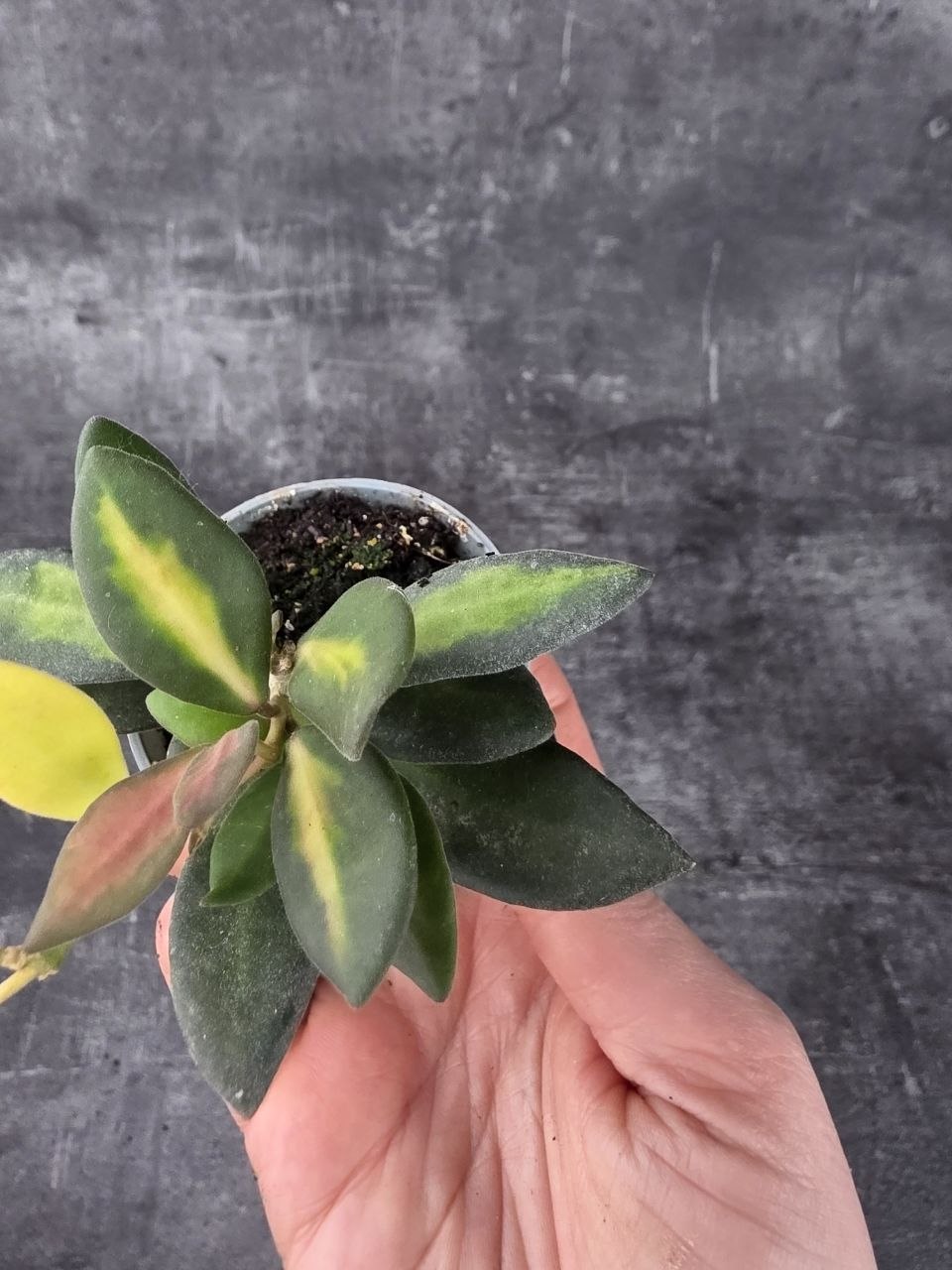 Hoya Burtoniae mini